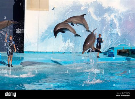 Dolphin Show At Zoomarine Algarve Portugal Stock Photo Alamy