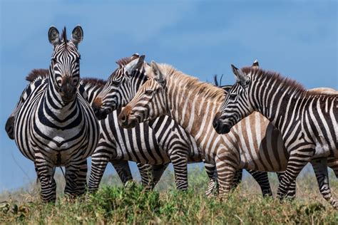 Photos The Only Zebra With Different Color Spotted Daily Active