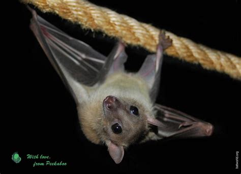 Save The Bats Possible Solutions To Save Bats Foe