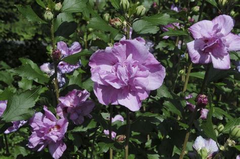 Hibiscus Syriacus Ardens Rose Of Sharon Tropical And Exotic Plants