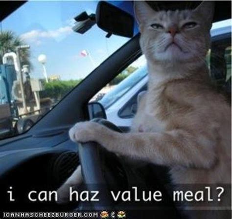 funny pictures  cats driving funny png