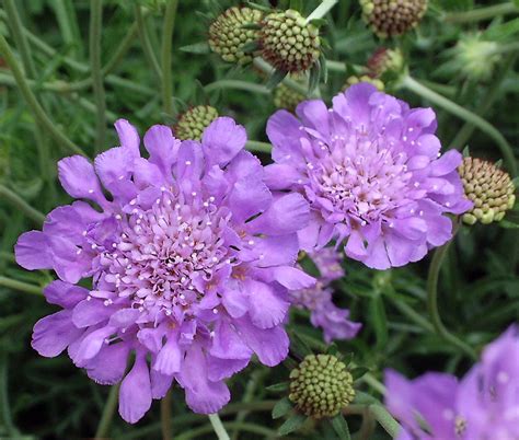 Scabiosa Columbariabutterfly Pincushion Flower Flowers