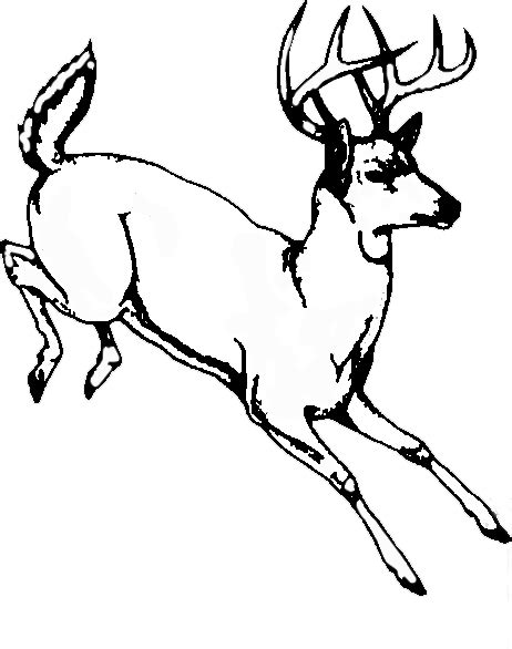 White Tailed Deer Line Art Drawing Image Deer Png Download 462586