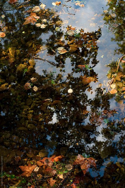 Autumn Leaves And Trees Reflecting In The Water By Stocksy