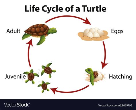 Free Preview Life Cycles Sea Turtle Adobe Illustrator Jpeg Vector