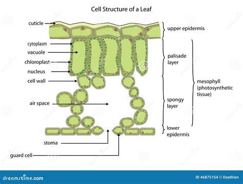 Cell Structure Of A Leaf Stock Vector Illustration Of Diagram 46875154