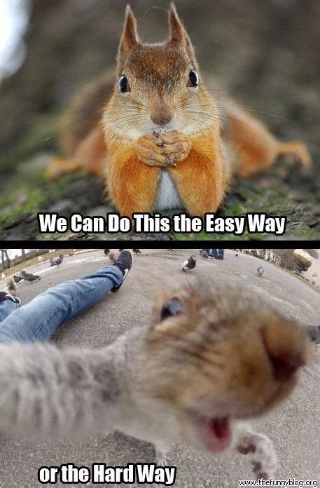 40 Funny Animal Memes Funoramic