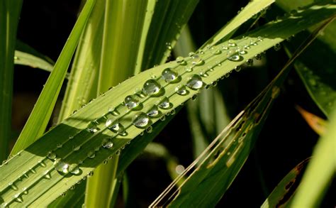 Green Leaf Dew Nature Walppaper Branch Tree Macro