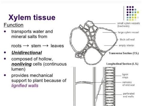 Explain The Structure And Functions Of Xylem Draw The Diagram