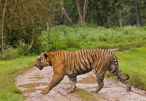 The tiger will experience a year of wonderful opportunities for love and relationships. Was a 14-year-old tiger in Bandipur killed by poachers ...