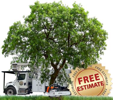24 hour Emergency Tree Service - Tree Care - Tree Pruning - Tree Removal - Tree Cut Down - Tree ...