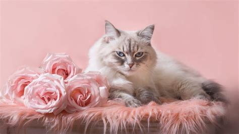 Are Roses Toxic To Cats 6 Kinds Of Roses Discussed