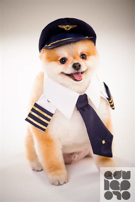 Cachorrinho Paçoca Usando Cap Gravata E Colarinho De Piloto
