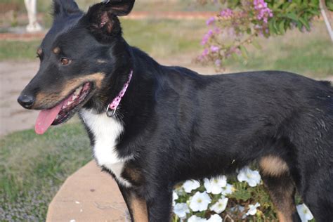 Sparky Medium Female Border Collie X Kelpie Mix Dog In Nsw Petrescue