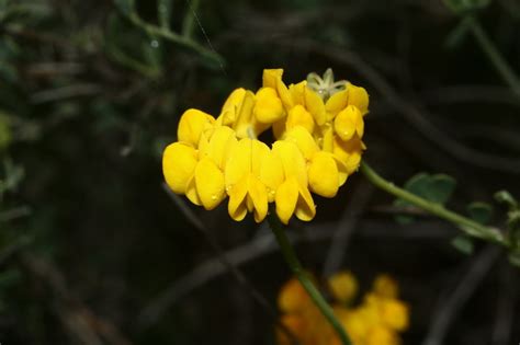Coronilla Minima Lotoides Flores Silvestres De Aragón