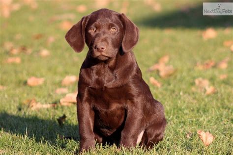 I can handle a drive pure lab i just want it to look like one. Maggie - Chocolate Lab Female | Labrador Retriever puppy ...