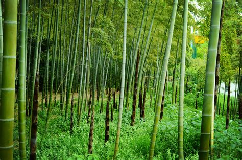 Bamboo Sea In Southern Sichuan China Silk Road Travel China Silk Road