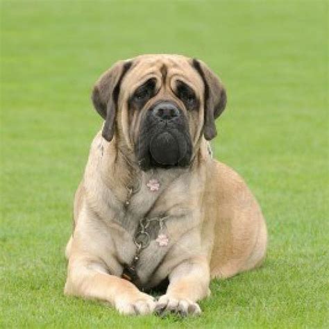 English Mastiff On His Belly Pet Paw