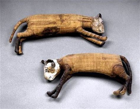 Two Mummified Cats Egyptian History Egyptian Cats Egyptian Art