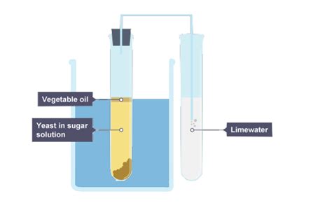 Anaerobic respiration fermentation anaerobic respiration, also called fermentation, occurs when cells need energy but there is. IGCSE Biology Notes: 5.6: Describe a Simple Experiment to ...