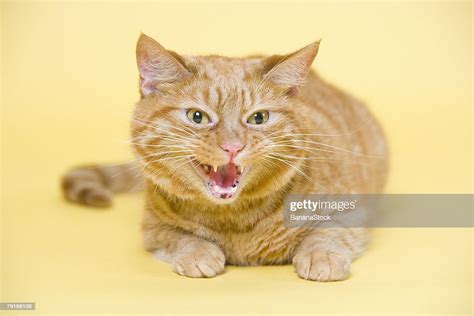 Cat Hissing High Res Stock Photo Getty Images