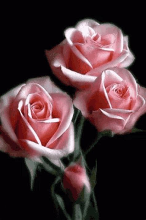 Rose Flower Gif Photo Best Flower Site