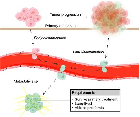 Targeting Dormant Tumor Cells To Prevent Cancer Recurrence Damen