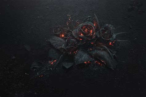 Burning Roses 5k Hd Flowers 4k Wallpapers Images Backgrounds