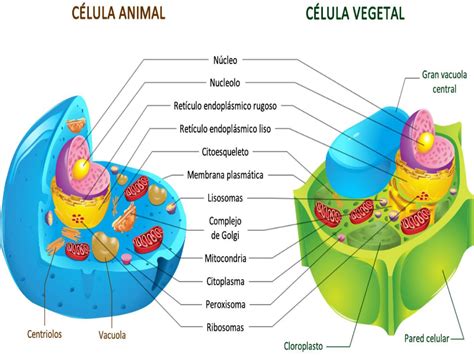 Puzzle De Células Eucariotas Animales Y Vegetales Rompecabezas De