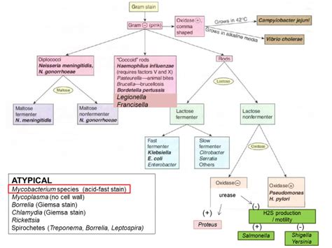 Gram Negative Flow Chart