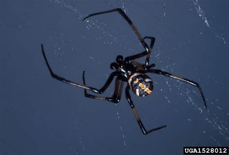 Brown Widow Spider Latrodectus Geometricus