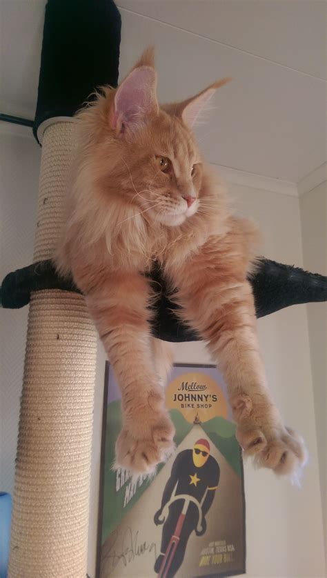 Maine Coons The Gentle Giants Rmainecoons Кот