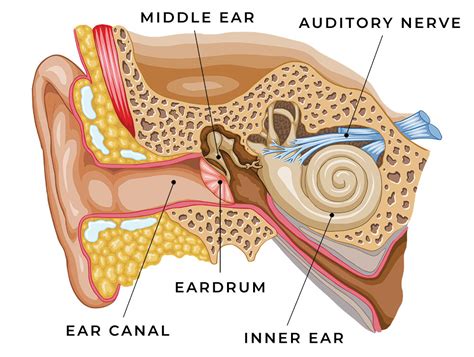 Hearing Loss Port Perry Audiology