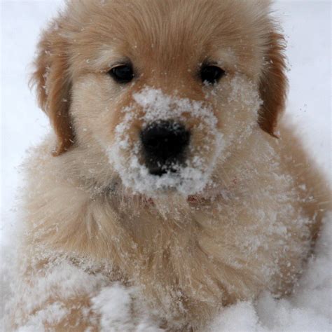 Golden Retriever Puppy Snow