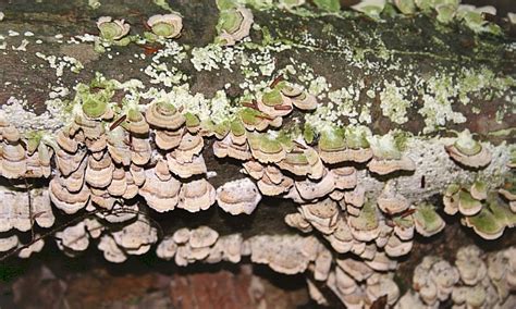 Birch Lodge Blog Fall Mushrooms At Birch Lodge Or The