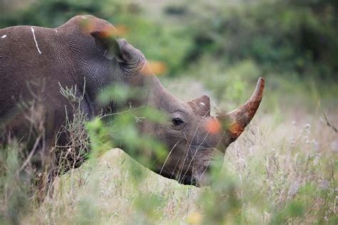 Rhino Poaching In Namibia Reaches Record High Abc News