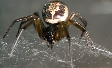 The False Widow Spider Britains Most Notorious Spider