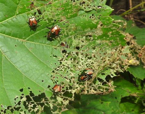 Japanese Beetle Direct Or Indirect Pest Southern Region Small