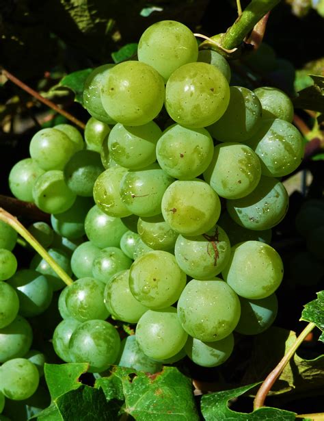 White Concord Grape Vitis Labrusca Niagara Grapes Grape Vines Flora