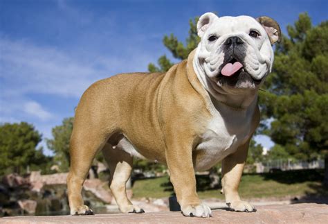 In addition to weight and height information. Miniature Bulldog - Best Bulldog Lovers - Bulldog - 2019