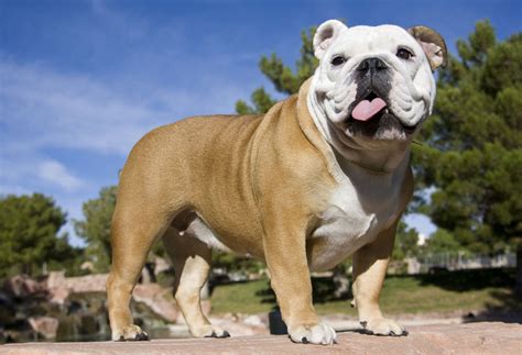 Today's olde english bulldogge looks dissimilar to its living relative, the english bulldog, and was choicely named to help distinguish the two. Rasseportrait: English Bulldog - Charakter & Eigenschaften ...