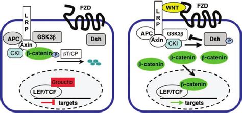 Simplified Schematic Of The Wnt Catenin Signaling Pathway Left