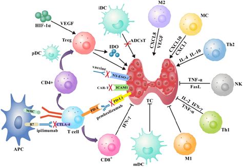 A Schematic Diagram Of The Immune Network For Thyroid Cancer Contains