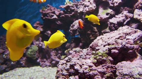 Tropical Fish Peacefully Swimming Stock Video Motion Array