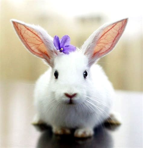 White Baby Bunny Rabbit Flower Crown Toni Kami Flowers In