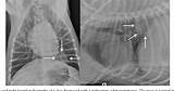 There are numerous forms of bone tumors that are usually malignant and found in dogs of all lung tumors are more common among dogs that live in urban areas and dogs who are exposed to. Figure 4 from Radiographic characterization of primary ...