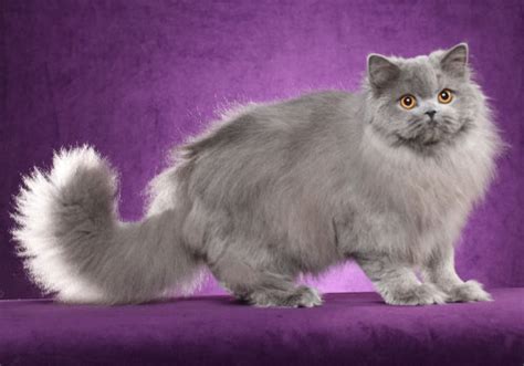 In fact, if you want to get truly technical about it, you could separate the domestic longhair cat into long haired, semi long haired and short haired cats. Brits Korthaar