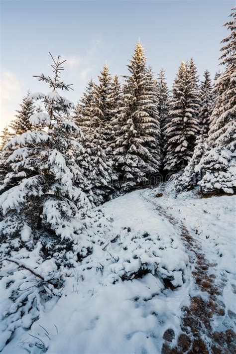 Tall Dense Old Spruce Trees Grow On A Snowy Slope Stock Image Image