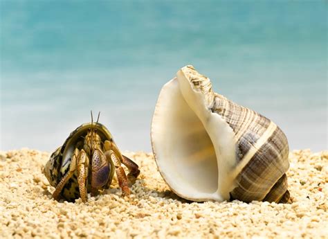 Hermit Crab Molting Signs