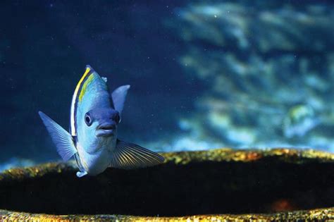 Marine Ecology Course Classes Hosted At Ushaka Marine World The Bugle